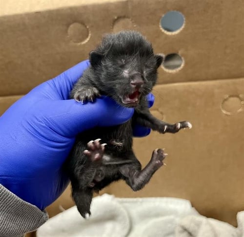 MIDNIGHT - Domestic Short Hair for adoption in Dallas