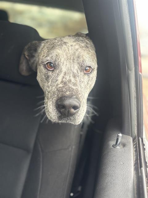 MOONIE - Pit Bull Terrier available for adoption