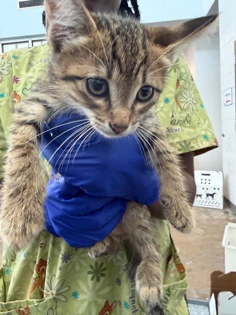 AVALANCHE - Domestic Short Hair available for adoption