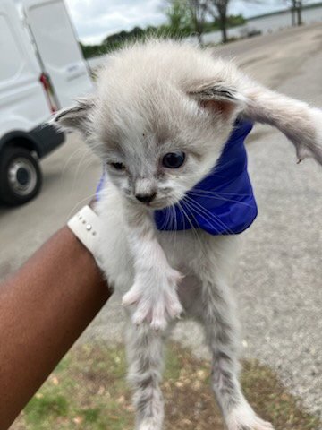 LUBY - Domestic Short Hair available for adoption