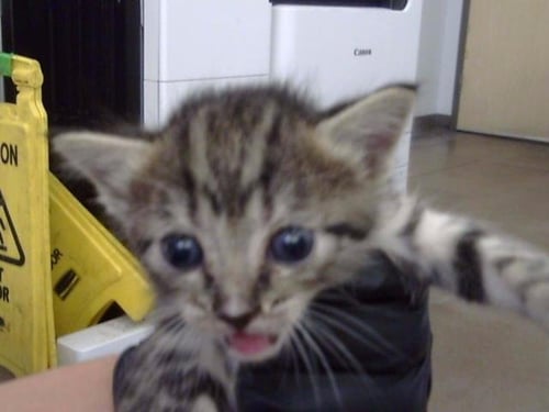 MAUI - Domestic Short Hair available for adoption