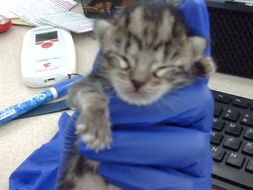 AMBROSE - Domestic Short Hair for adoption in Dallas