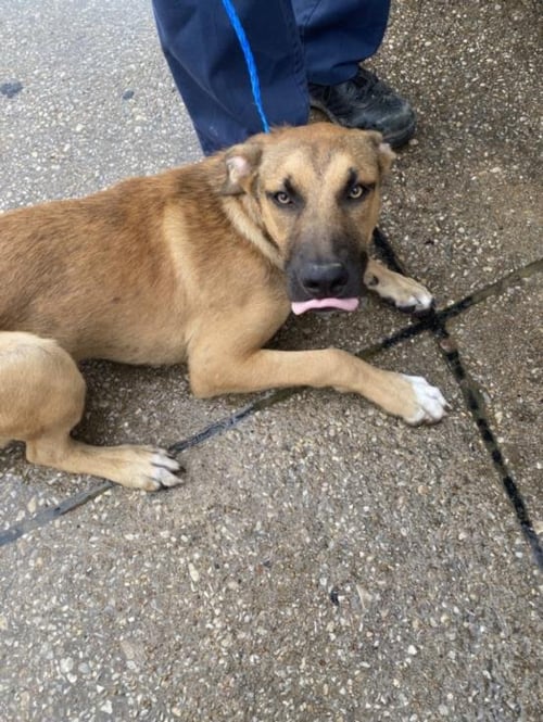 HAM - German Shepherd Dog available for adoption
