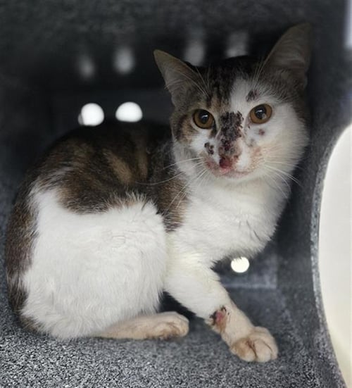 TAYLOR - Domestic Short Hair available for adoption
