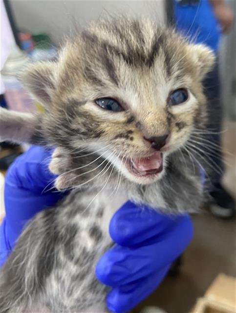 SWEDISH FISH - Domestic Short Hair for adoption in Dallas