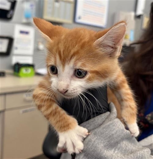 FLAREON - Domestic Short Hair available for adoption