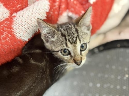 STANLEY - Domestic Short Hair available for adoption