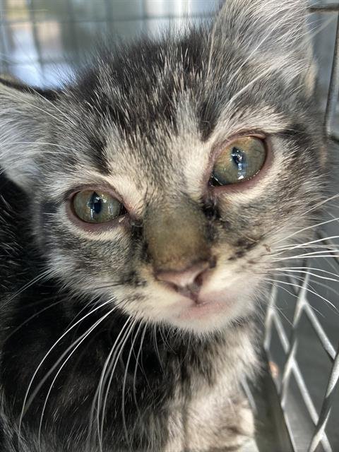 SIMON - Domestic Short Hair available for adoption