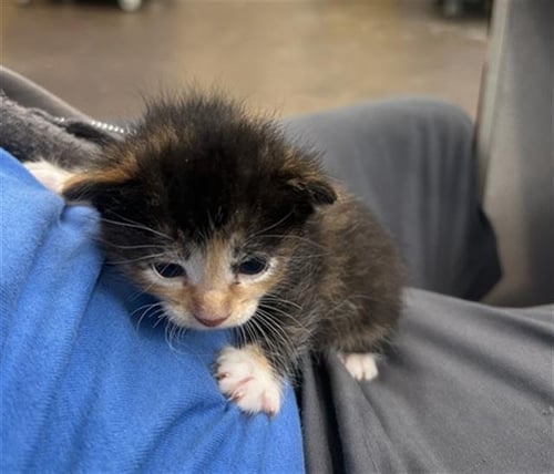 DIAMOND - Domestic Medium Hair available for adoption