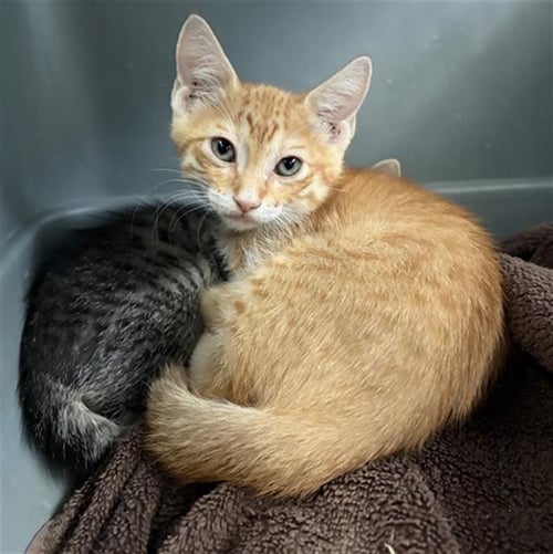 RONALDO - Domestic Short Hair available for adoption