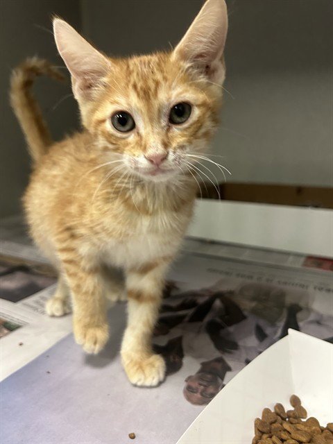RONALDO - Domestic Short Hair available for adoption