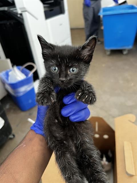 SIMBA - Domestic Medium Hair available for adoption