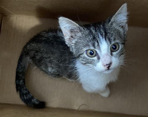 MEATSTICK - Domestic Short Hair available for adoption