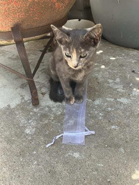 SIMBA - Domestic Short Hair available for adoption