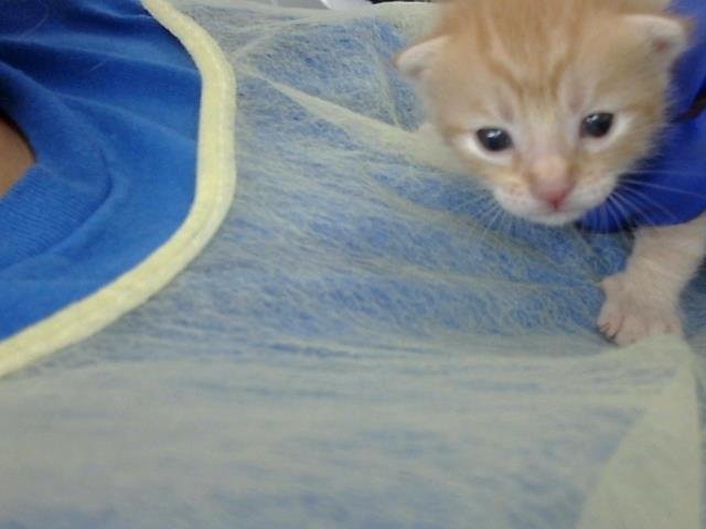 GARFIELD Image