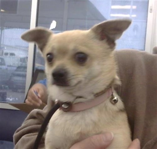 SHILOH - Chihuahua available for adoption