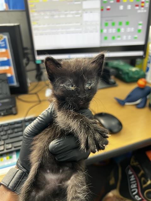 SHADOW - Domestic Medium Hair available for adoption