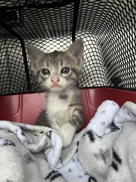 JOAN - Domestic Medium Hair available for adoption