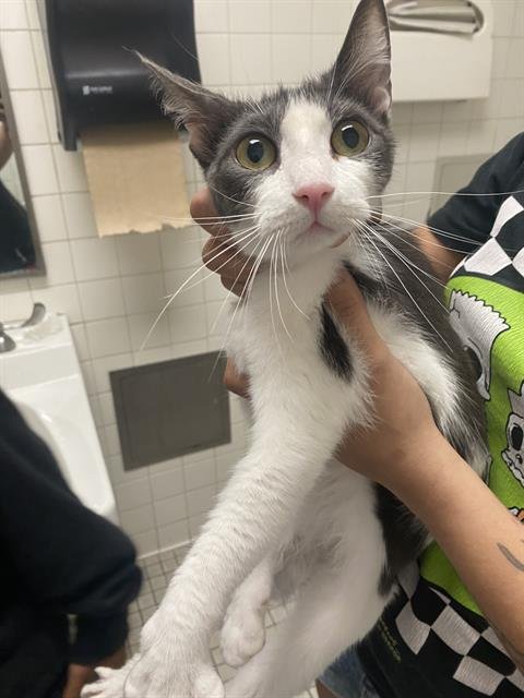 ZOEY - Domestic Short Hair available for adoption