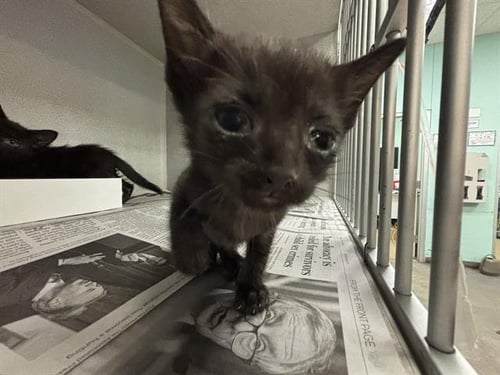NERO - Domestic Short Hair available for adoption