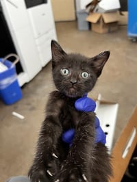 LUNA - Photo 1