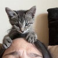 GCALLIE - Photo 1