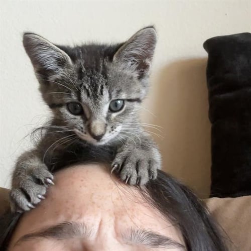 GCALLIE - Domestic Short Hair available for adoption