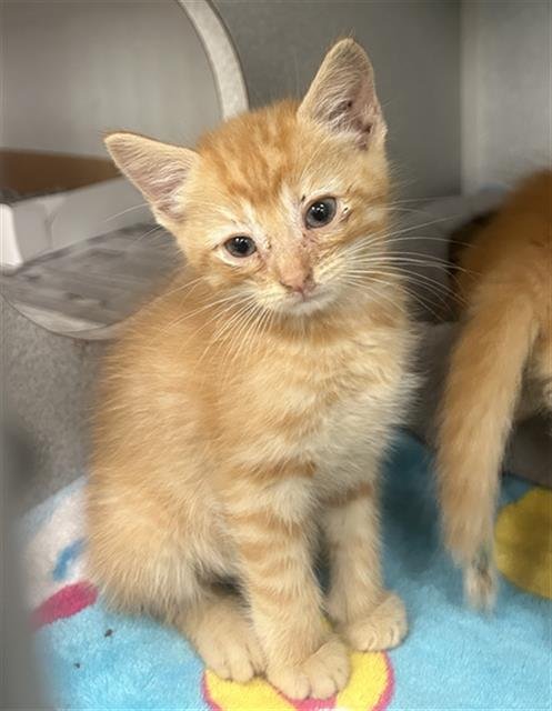 LAYLA - Domestic Short Hair available for adoption
