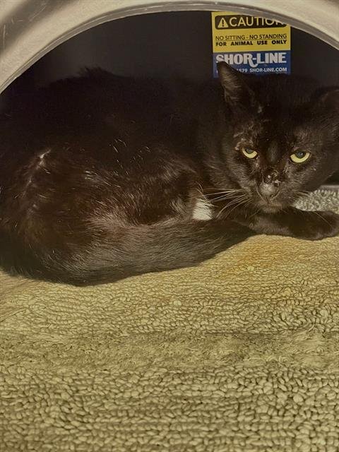 PEP - Domestic Short Hair available for adoption