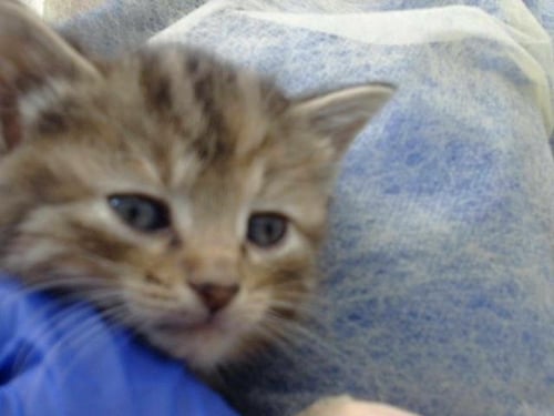 ROE - Domestic Long Hair available for adoption
