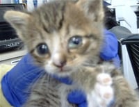 ARLO - Photo 1