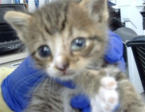 ARLO - Domestic Long Hair available for adoption