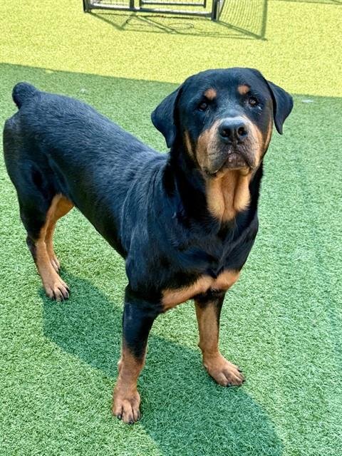 OSO - Rottweiler for adoption in Irving