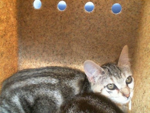RUBY - Domestic Short Hair available for adoption