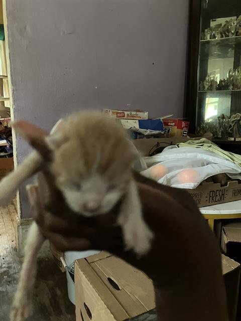 SQUEAK Image
