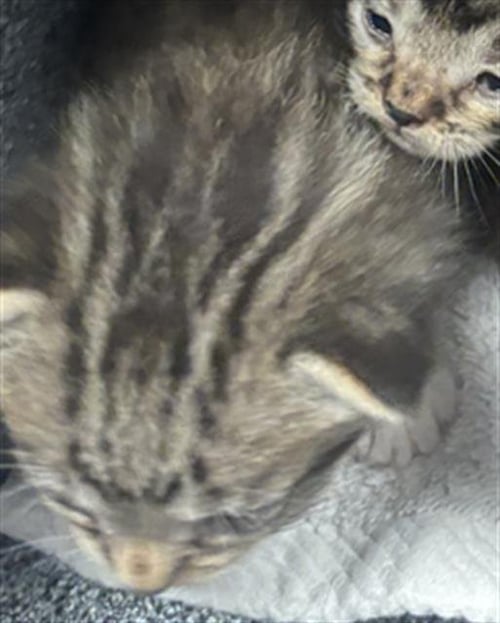 MERRY - Domestic Short Hair available for adoption
