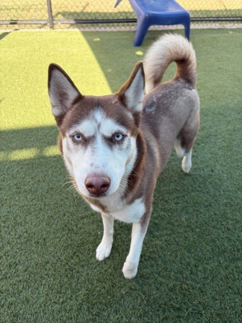 LILO - Husky available for adoption