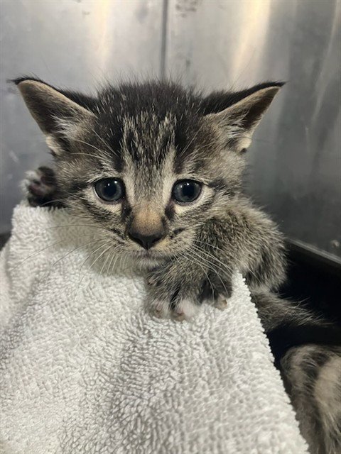 SATURN - Domestic Short Hair available for adoption