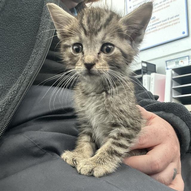 APOLLO Image