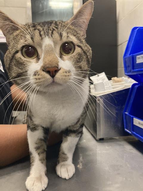 KAI - Domestic Short Hair available for adoption