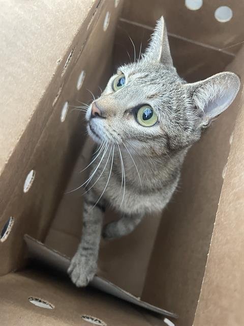 BESSIE - Domestic Short Hair available for adoption