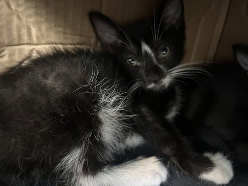 SNOWY - Domestic Short Hair available for adoption