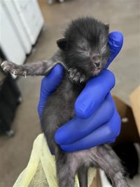 ONYX - Photo 1
