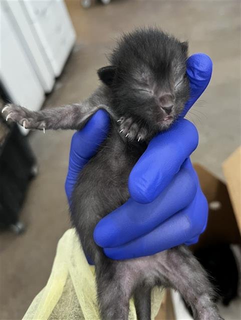 ONYX - Domestic Medium Hair available for adoption