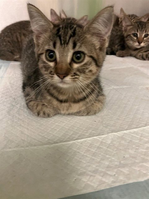 DONUT - Domestic Short Hair available for adoption
