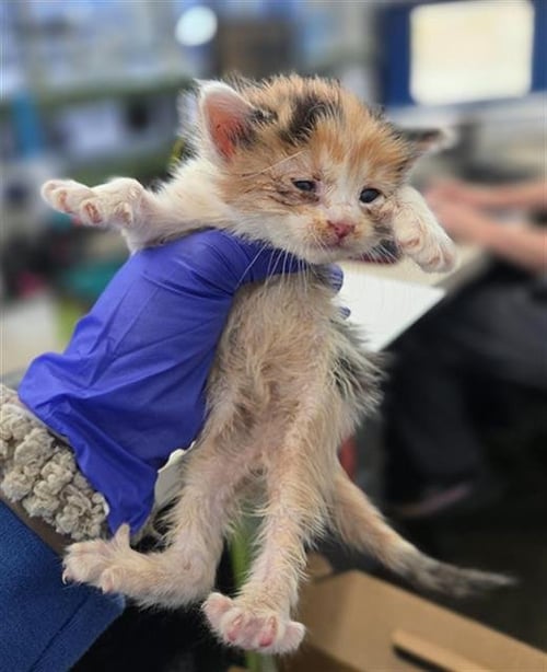 BERNADETTE - Domestic Medium Hair available for adoption