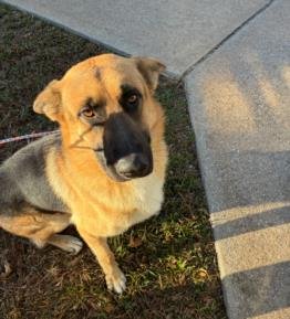 BRIER - German Shepherd Dog available for adoption