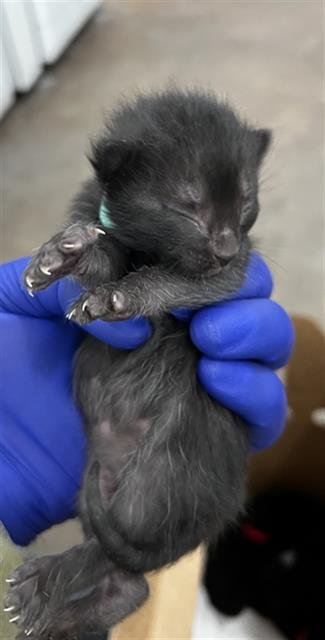 AQUA - Domestic Medium Hair available for adoption