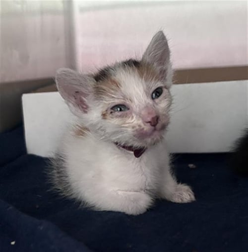 DARLA - Domestic Medium Hair available for adoption