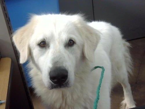 KEIRA - Great Pyrenees available for adoption